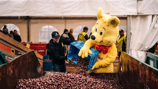 Da hilft sogar der Goldbär tatkräftig mit: Seit 1936 sammeln Kinder für den Süßwarenproduzenten Haribo Kastanien und erhalten da Da hilft sogar der Goldbär tatkräftig mit: Seit 1936 sammeln Kinder für den Süßwarenproduzenten Haribo Kastanien und erhalten da