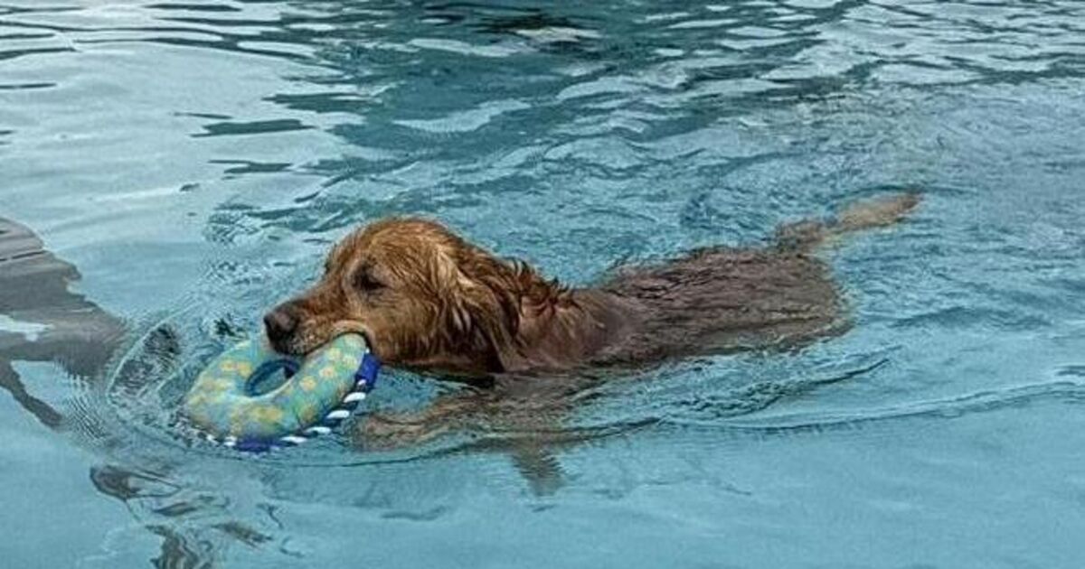 At the Münstermaifeld outdoor pool: Dogs, do you want to swim again?
