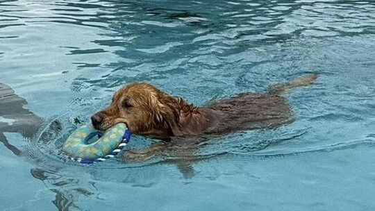 Der Golden Retriever genießt das Spielen im Wasser. Auch in diesem Jahr lädt der Förderverein des Freibades Münstermaifeld wiede