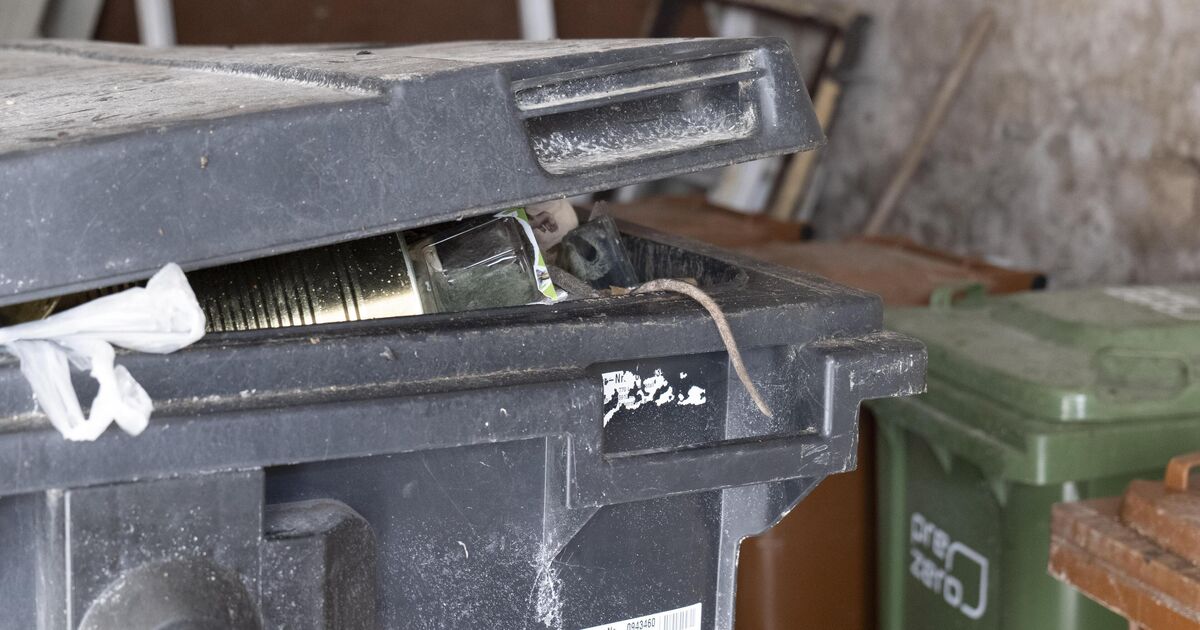 Residents of Heimbach-Weis are alarmed: Rat infestation in the former rock ...