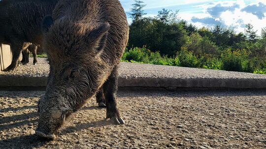 Auf dem Remstecken in Koblenz sind die Wildschweine eingezäunt. In freier Wildbahn trauen sich die Tiere in der Stadt teilweise