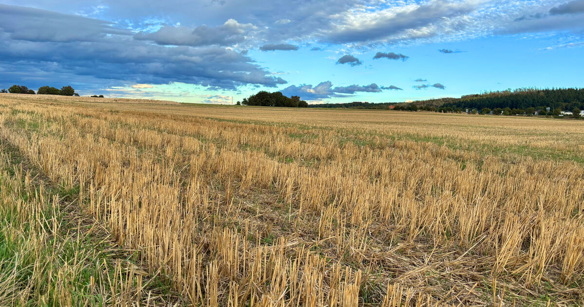 Harvest report for Mayen-Koblenz: Drought summer: Wheat harvest remains ...