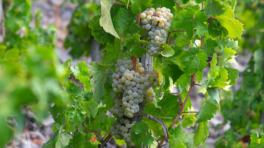 Von Weinlese bis Kartoffelernte: Die Dürre und Hitze des Sommers hat Bauern und Winzern teils arg zugesetzt. Von Weinlese bis Kartoffelernte: Die Dürre und Hitze des Sommers hat Bauern und Winzern teils arg zugesetzt.