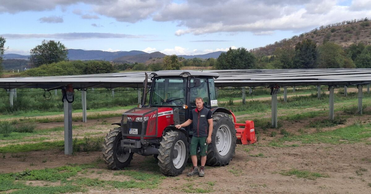 Agri-PV Park in Ochtendung: Florian Johann grows animal feed under solar ...