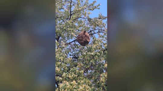Road closure planned at the Obertor: Hornet's nest in Ahrweiler tree ...