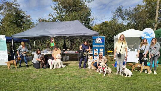 Bunte Mischung: Bei den Hundesportfreunden sind Vierbeiner jeder Größe und Rasse willkommen.
