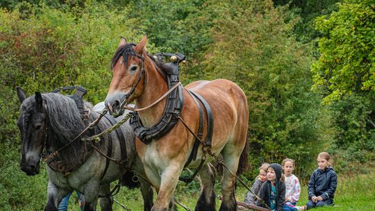 Die Arbeitspferde Balou und Ilvey werden normalerweise im Wald eingesetzt, um schwere Baumstämme zu bewegen. Beim Walderlebnista