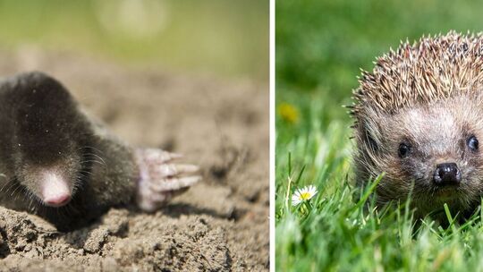 Maulwurf und Igel Maulwurf und Igel