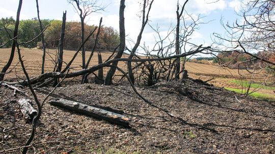 Nach dem verheerendem Waldbrand wird die Fläche rund um Langscheid neu aufgeforstet. Nach dem verheerendem Waldbrand wird die Fläche rund um Langscheid neu aufgeforstet.