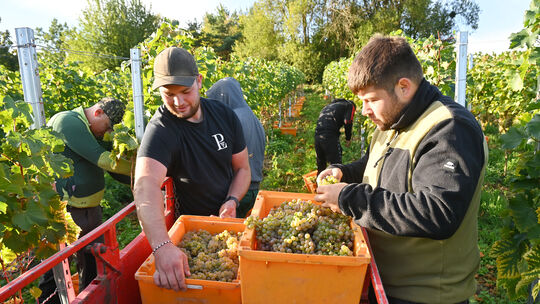 Jede Traube des ersten Sauvignacs wird von Winzer Niklas Lingen (links), Martin Graf und Kollegen von Hand gelesen.
