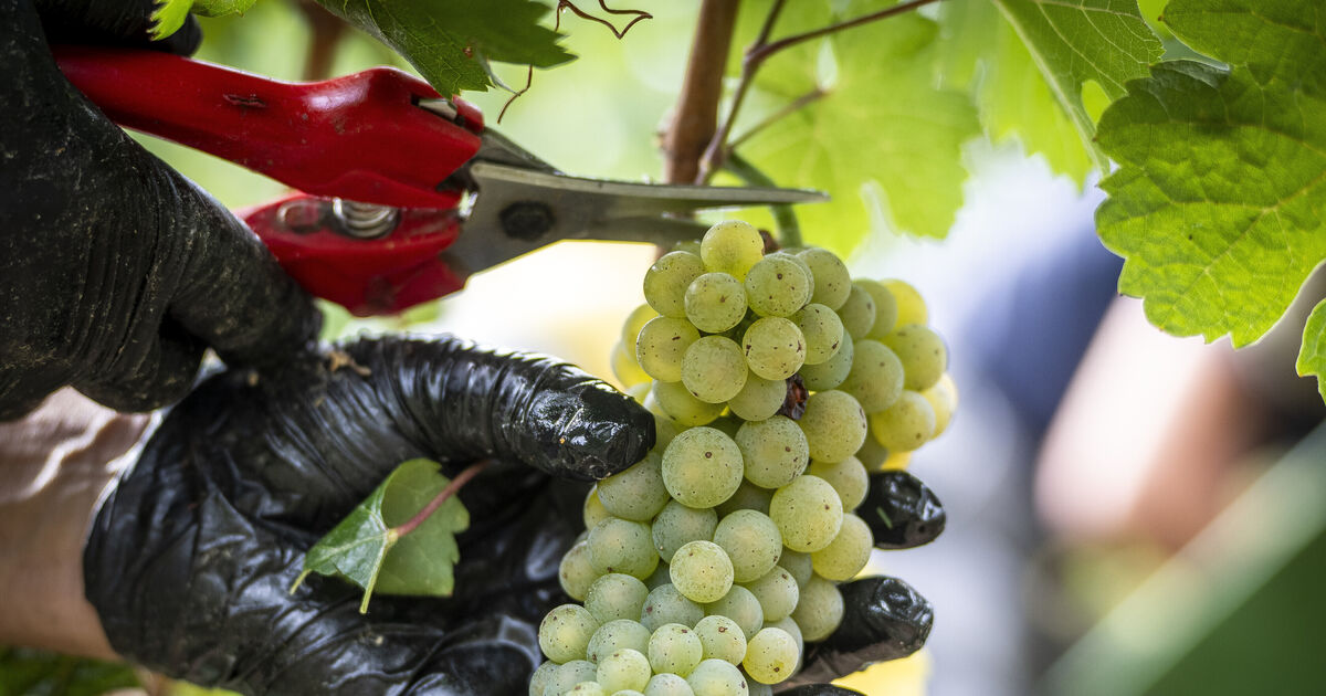 Rhine-Hunsrück - | The column: Red, white, or perhaps rosé?