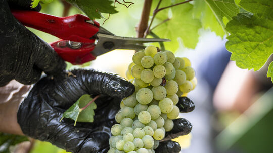 Es ist soweit: Die jährliche Weinlese steht an. Für die Winzer eine der anstrengendsten Zeiten im ganzen Jahr. Es ist soweit: Die jährliche Weinlese steht an. Für die Winzer eine der anstrengendsten Zeiten im ganzen Jahr.