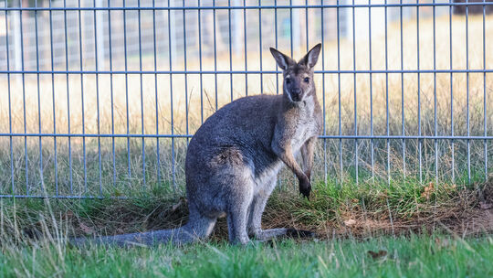 Der Wild- und Freizeitpark Klotten hat neue, niedliche Bewohner. Die Wallabys Skippy, Mathilda und Flip haben sich gut in ihrem