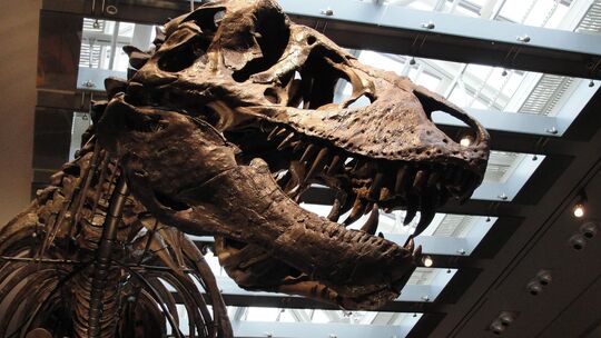 Zahnanalyse bestätigt: Der T. rex war Warmblüter Zahnanalyse bestätigt: Der T. rex war Warmblüter