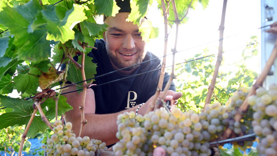 Winzer Niklas Lingen vom Weingut Lingen freut sich an den ersten lesereifen Trauben der PIWI-Sorte Sauvignac.