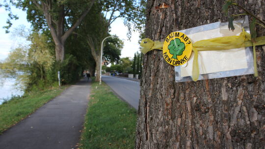 27 Bäume sollen am Moselufer in Moselweiß und im Rauental gefällt werden, wenn der Geh- und Radweg ausgebaut wird. Doch eine fac