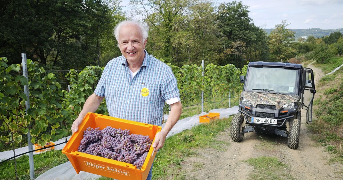A look behind the scenes: Rheinbreitbach winery revives cultivation ...