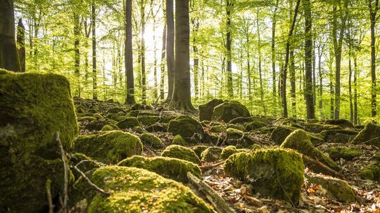 Der alte Buchenwald mit seinen Basalt-Blöcken am Nauberg ist Heimat für ein landesweit einmaliges Tiervorkommen.