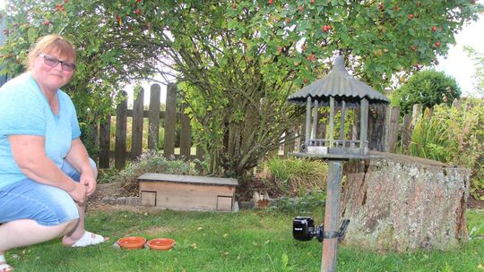 Igelgerechter Garten: Schlafhäuser, Futterstellen, Wasserschalen und naturnahe Ecken bieten den Tieren Schutz und Nahrung. Igelgerechter Garten: Schlafhäuser, Futterstellen, Wasserschalen und naturnahe Ecken bieten den Tieren Schutz und Nahrung.