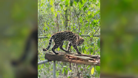Neue Katzenart in Bolivien entdeckt Neue Katzenart in Bolivien entdeckt