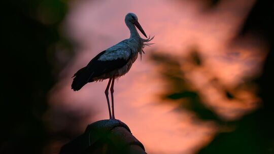 Storch im Sonnenuntergang