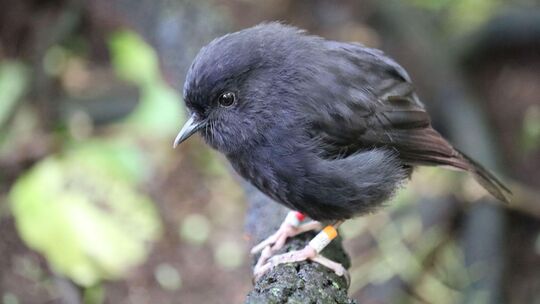 Chathamschnäpper ist Vogel des Jahres in Neuseeland Chathamschnäpper ist Vogel des Jahres in Neuseeland