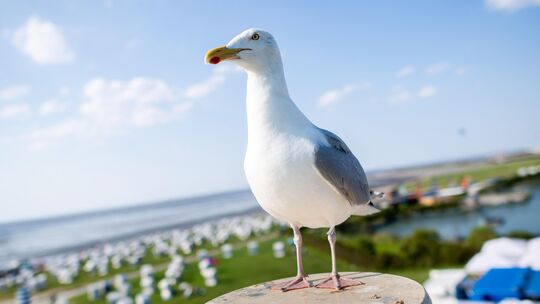 Eine Möwe sitzt auf einem Pfeiler vor dem Haus des Gastes am Norddeicher Strand.