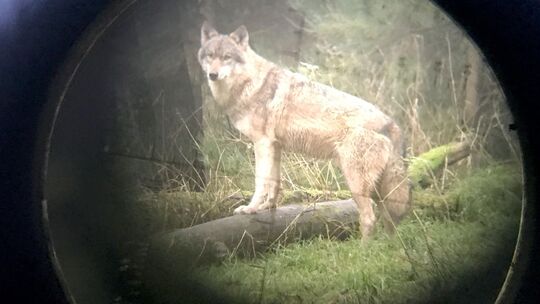 Der Wolfsrüde GW2478 wurde vom Westerwaldkreis zum Abschuss freigegeben, wird aber durch eine Entscheidung des Verwaltungsgerich