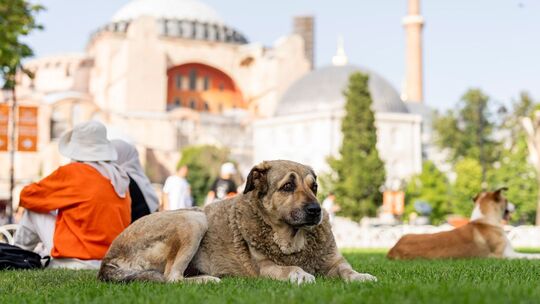 Streunende Hunde in der Türkei Streunende Hunde in der Türkei