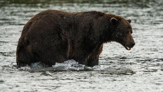 «Fat Bear»-Wahl in Alaska «Fat Bear»-Wahl in Alaska