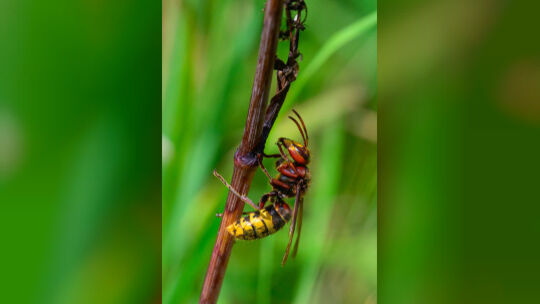 An einem Pflanzenstängel macht eine Europäische Hornisse (Vespa crabro) eine Rast.