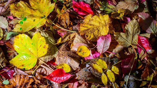 Vom Regen nasses und herbstlich buntes Laub
