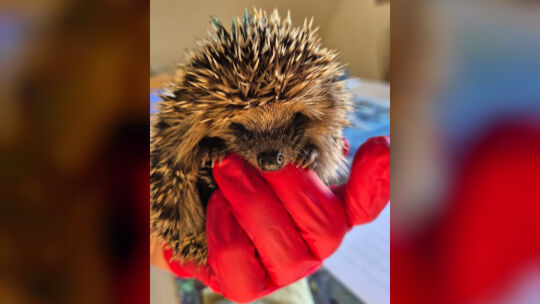 Je nach Art der Verwundung erhalten die hilfsbedürftigen Igel zunächst medizinische Versorgung durch einen Tierarzt.