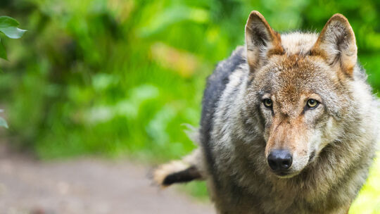 Wird der Wolfsrüde GW2478 abgeschossen? Der Westerwaldkreis sieht keine Alternative zu diesem Schritt. (Symbolbild)