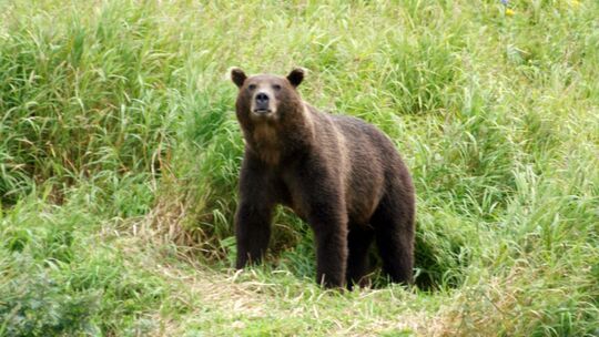 Kamtschatka-Braunbär