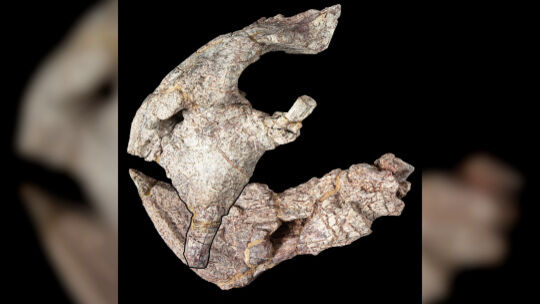 Neue Dinosaurier-Art aus dem heutigen Tansania beschrieben Neue Dinosaurier-Art aus dem heutigen Tansania beschrieben