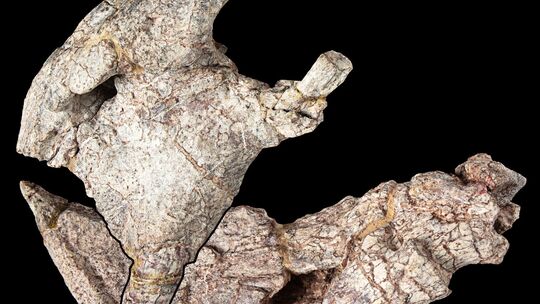 Neue Dinosaurier-Art aus dem heutigen Tansania beschrieben