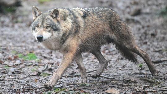 Wolf Wolf