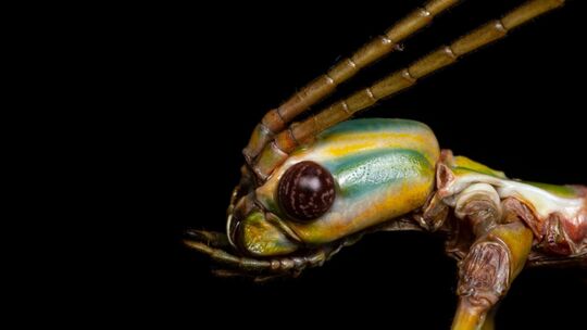 Neue Stabschrecken in Australien entdeckt Neue Stabschrecken in Australien entdeckt