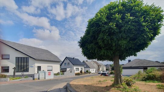 Bäume stehen links und rechts des Wegesrandes in manchen Mendiger Straßen. In der Straße "In den Mühlsteinen" (Hintergrund) soll Bäume stehen links und rechts des Wegesrandes in manchen Mendiger Straßen. In der Straße "In den Mühlsteinen" (Hintergrund) soll