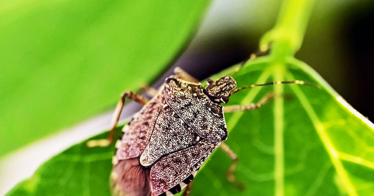 Westerwald Fauna: Brown Marmalade Bug – Another Invasive Pest?