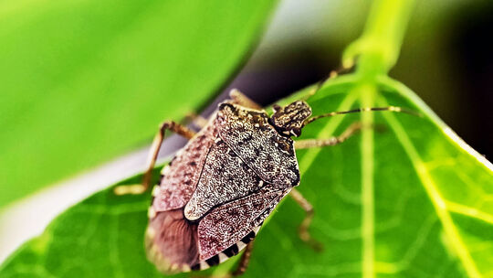 Marmorierte Baumwanze (Halyomorpha halys), Sie tummelt sich gerne auf den Buschbohnen im Gewächshaus und sehen auf den ersten Bl