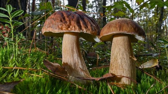 Essbare Wildpilze - kein Risiko durch Cäsium-137
