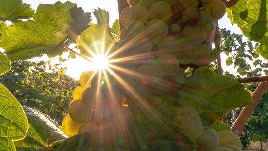 Sonnenaufgang in Rheinland-Pfalz