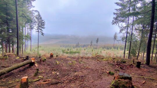 Der Panoramablick auf dem Höchst wurde nun wiederholt durch illegale Holzfällungen erweitert.