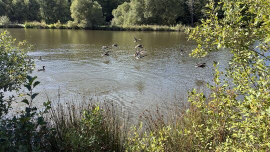 Bei bestem spätsommerlichen Wetter genießen die Enten nochmal das Baden im Simmersee.