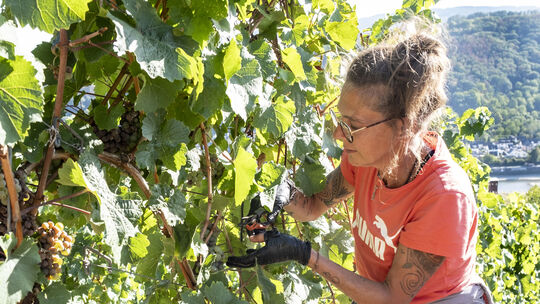 Im Steilhang ist die Weinlese kein Spaziergang, aber gesundes Lesegut und perfektes Wetter erfreuen die Helfer bei ihrer Arbeit.
