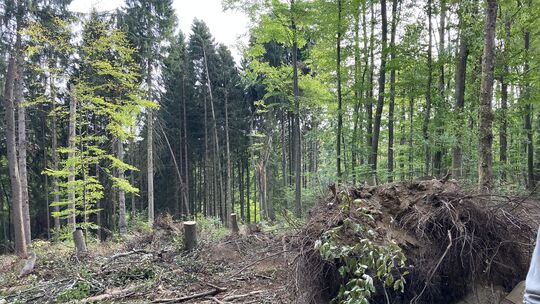 Bäume hat es in der Mitte durchgebrochen oder mit dem Wurzelballen aus dem Boden gerissen.