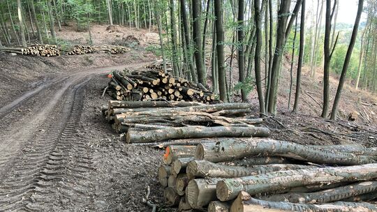Im Hintergrund zerstörte Flächen, im Vordergrund das gestapelte Holz, das geräumt wurde.