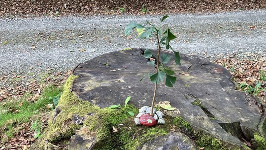 Eigentlich Nebenschauplatz: EIn Fünkchen Hoffnung sprießt und jemand kümmert es. „Bitte lass mich hier wachsen“, steht auf dem b